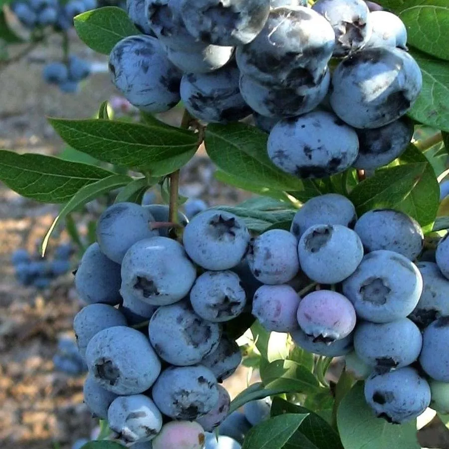 Голубика высокорослая Дикси C21,5f 60-80 UL 2017 