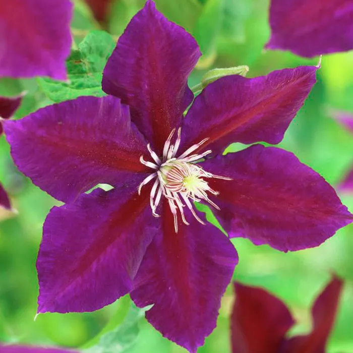 Клематис Юлька Р9 CL 