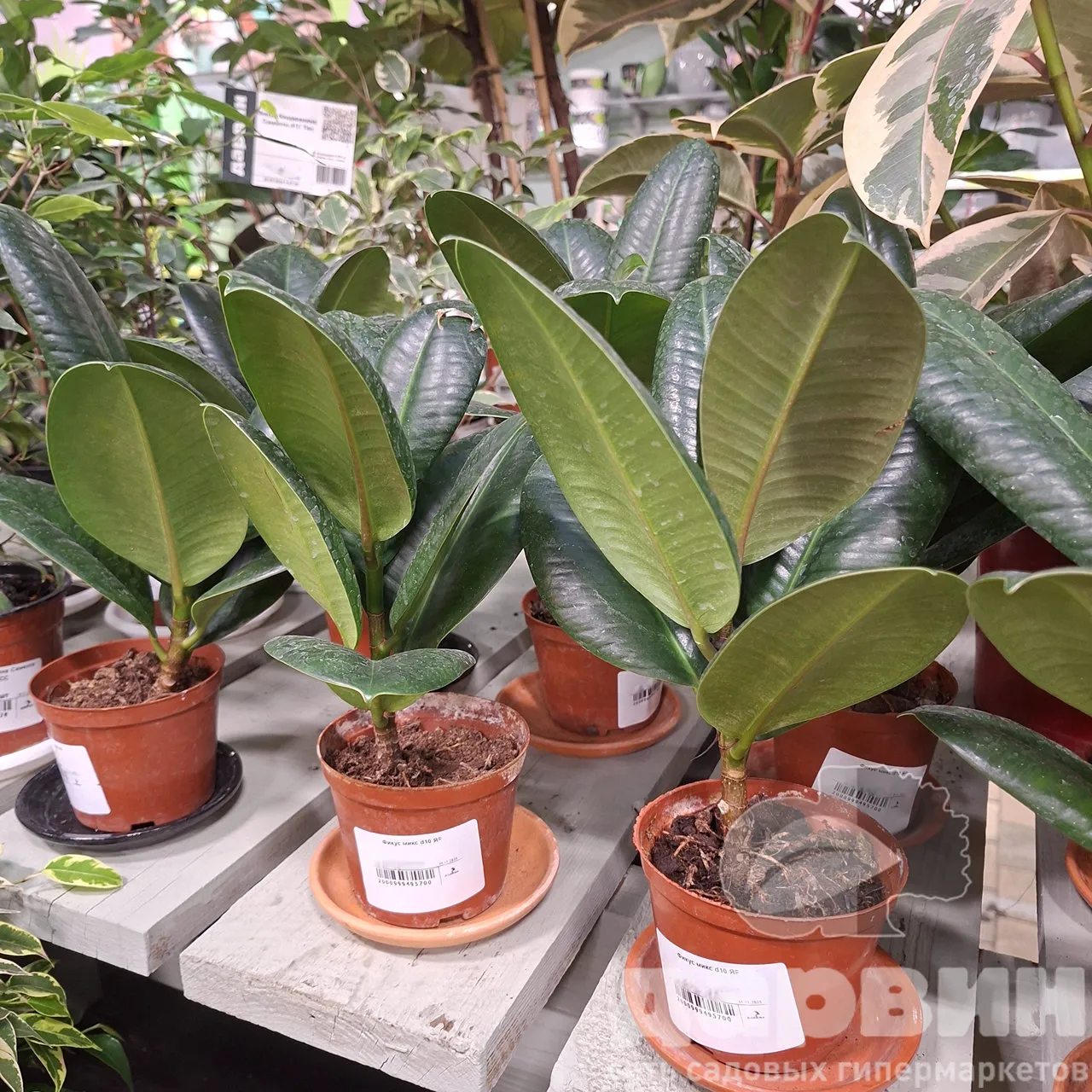 Фикус микс d10 ЯР 