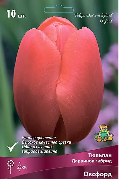 Луковица тюльпан Дарвинов гибрид Дизайн Импрешн 11/12 розовый 10шт Поиск 