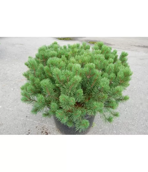 Сосна горная Мугус v12 50-60 