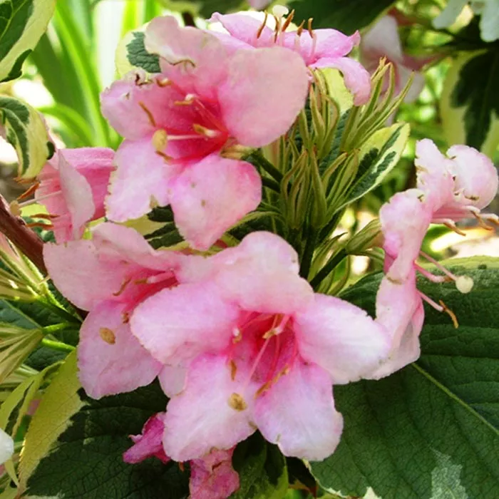 Вейгела Нана Варигата c5 h60-80 UL 