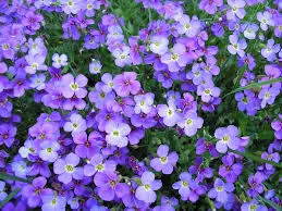 Обриета Р9 Ег 