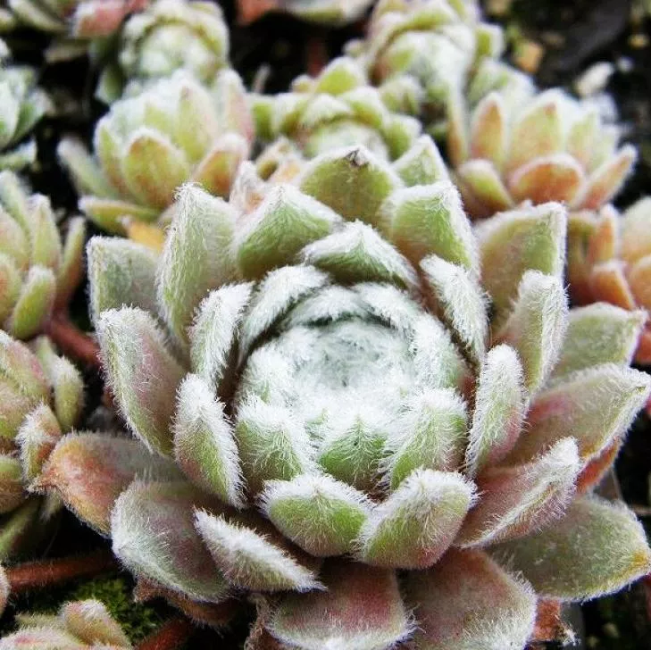 Молодило Роза Мадхен d10 Lav 