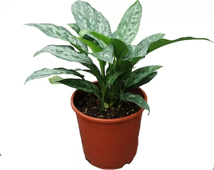 Аглаонема Гринлайт d17 h45 