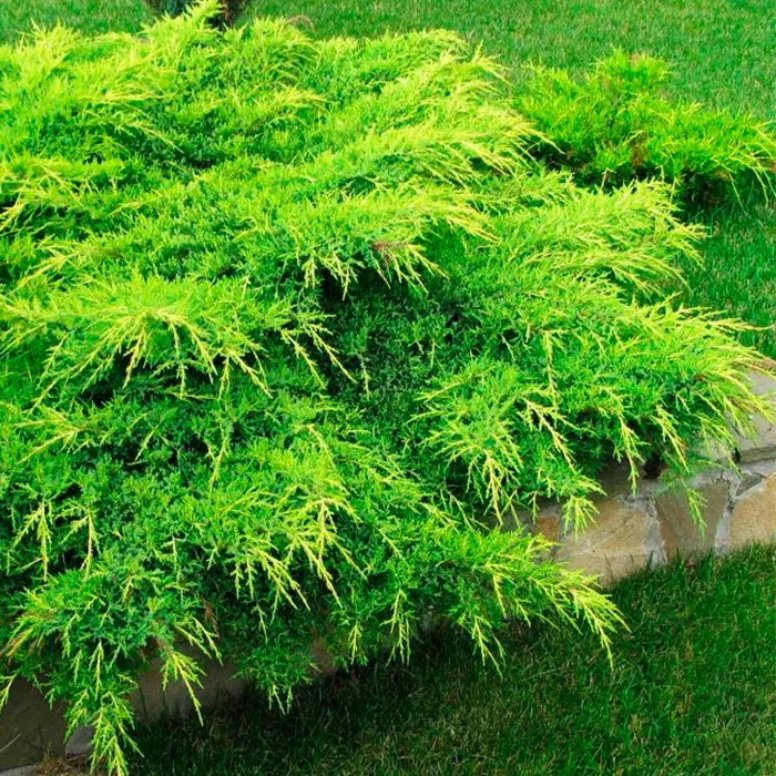 Растение можжевельник средний Пфитсериана аурея 60-80см Lt2 