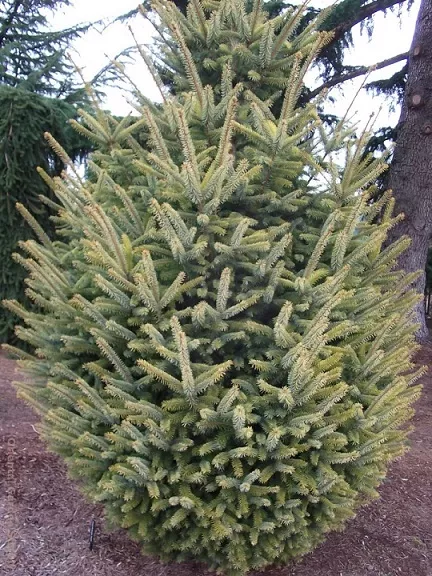 Ель ситхинская Аурея v7,5 40-50 