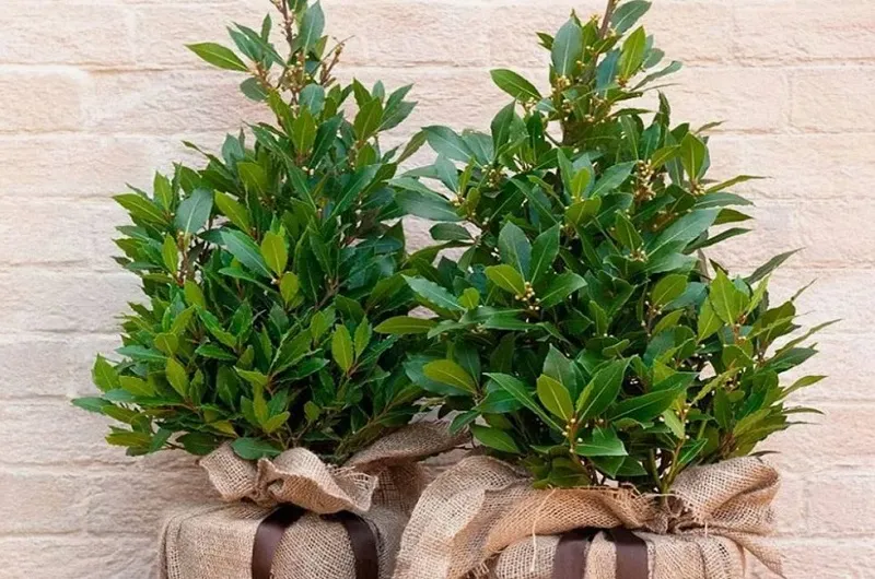 Посадите лавр в комнате 