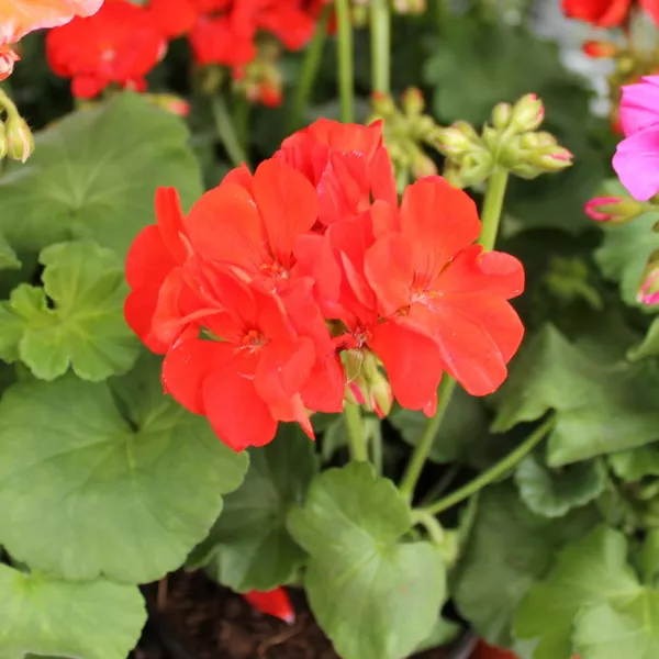 Герань зональная в ассортименте d12 