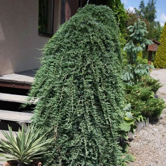 Можжевельник горизонтальный Вилтони на штамбе v7,5 100-120 