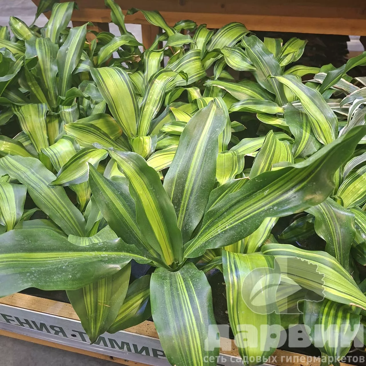 Драцена компакта d10,5 ЯР 