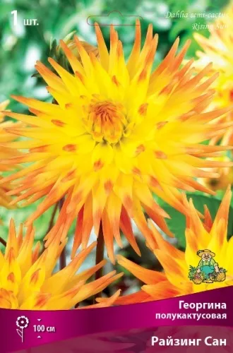 Клубень Георгина полукактусовая Райзинг Сан I 1шт Поиск 