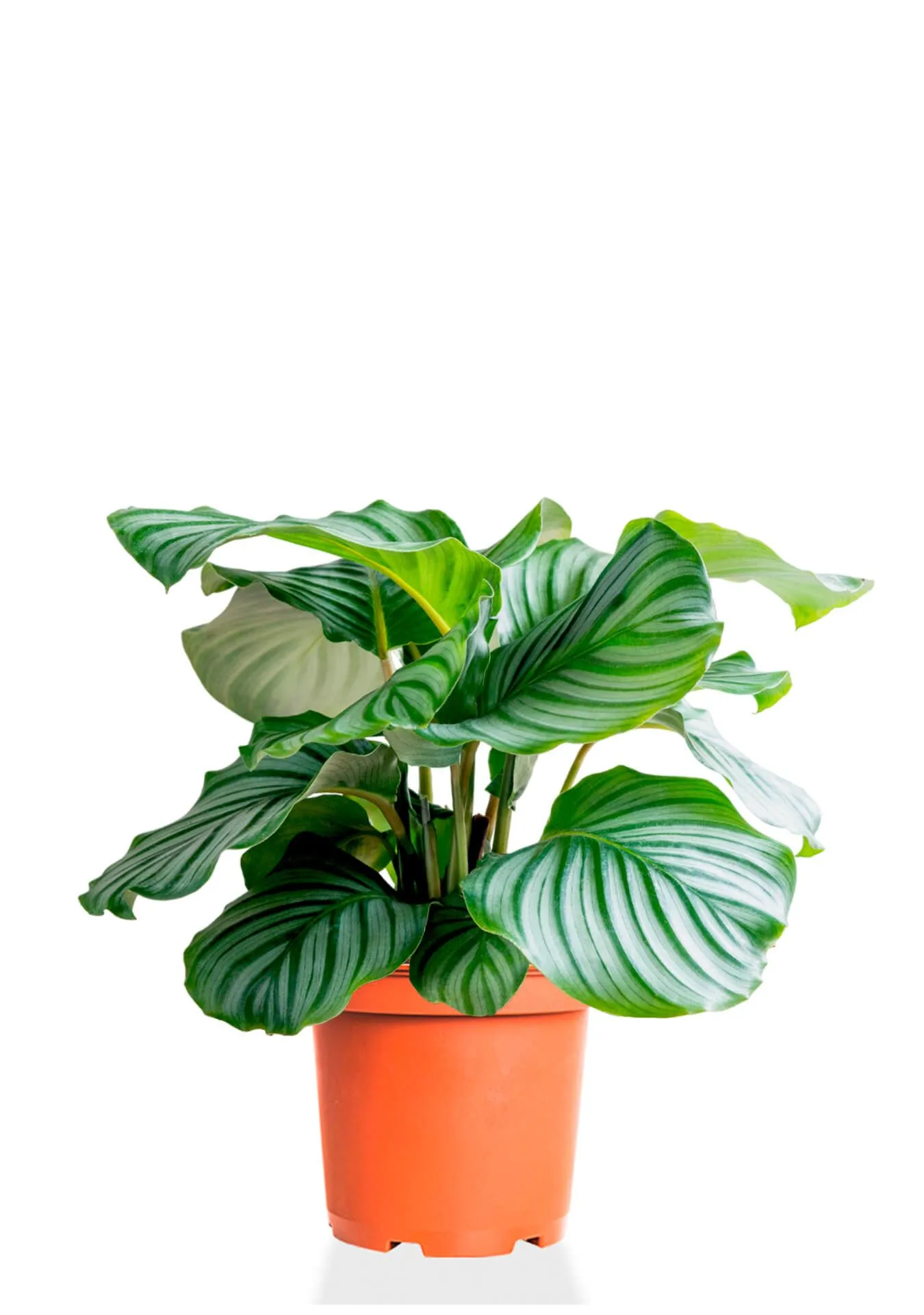 Калатея Орбифолия d11 Tim 