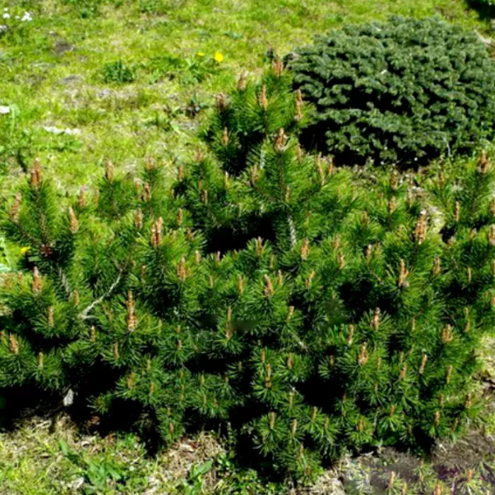 Растение сосна горная Klostergrün 35/40, C12.5 Ks 