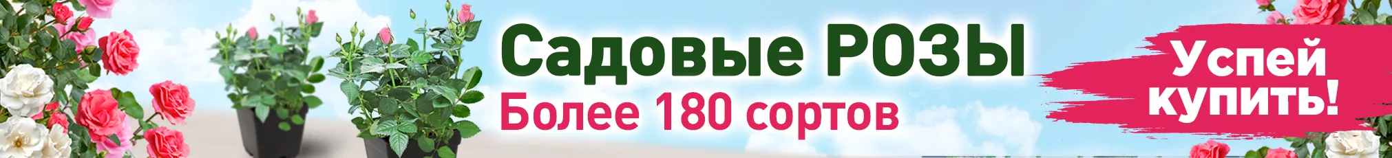 Розы