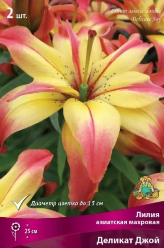 Луковица Лилия азиатская махровая Деликат Джой  2шт Поиск 