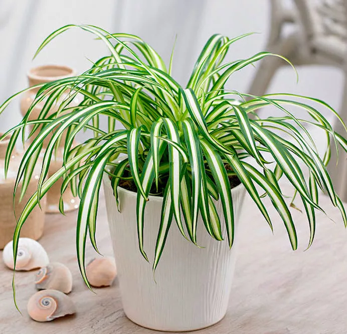 Хлорофитум Хохлатый пестрый кашпо d23 ХР 