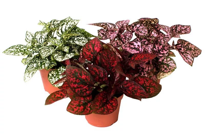 Гипоэстес  Плант микс d8 h10 ХР 