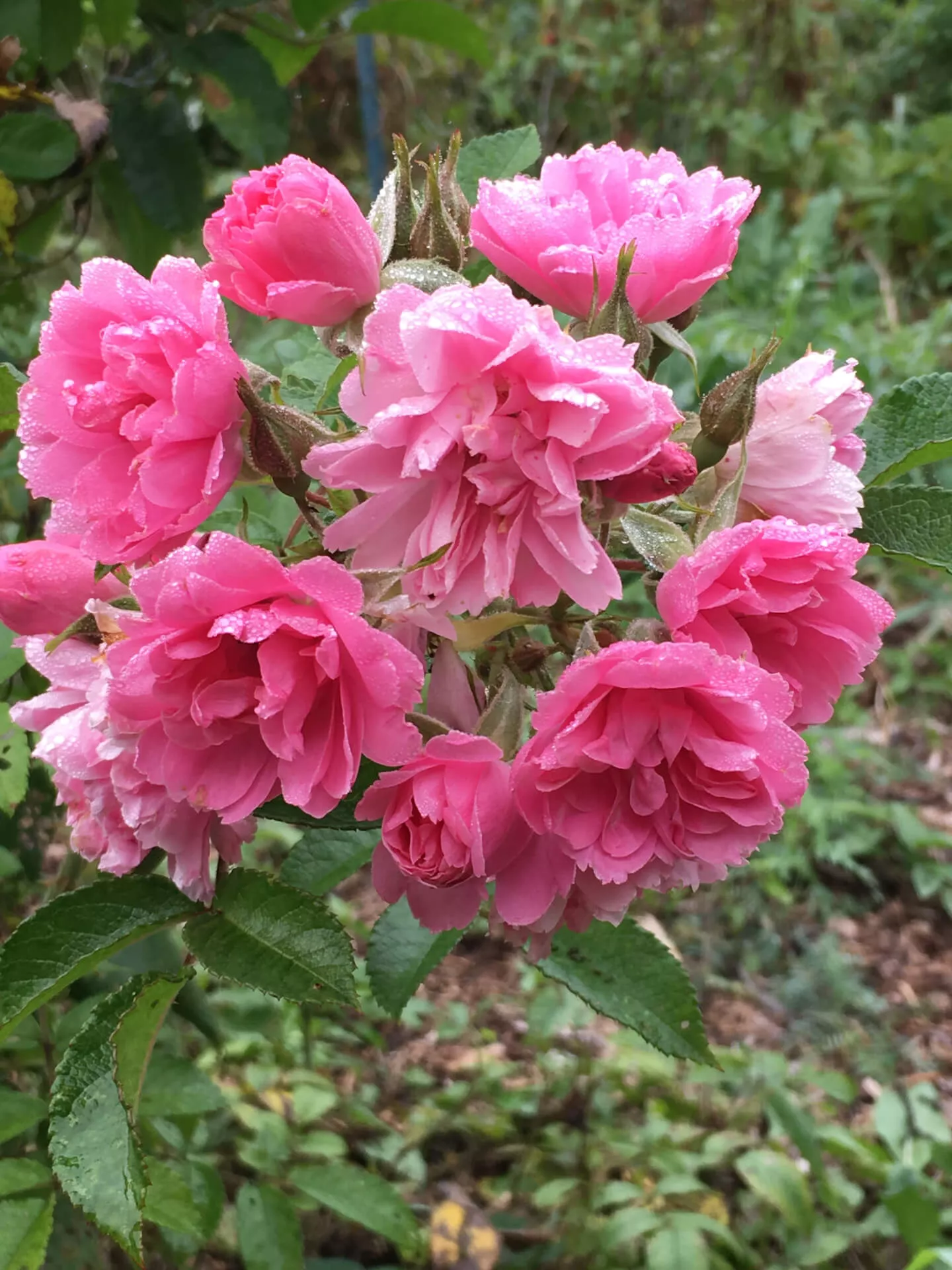 Роза плетистая Пинк Гротендорст v2 Dem 