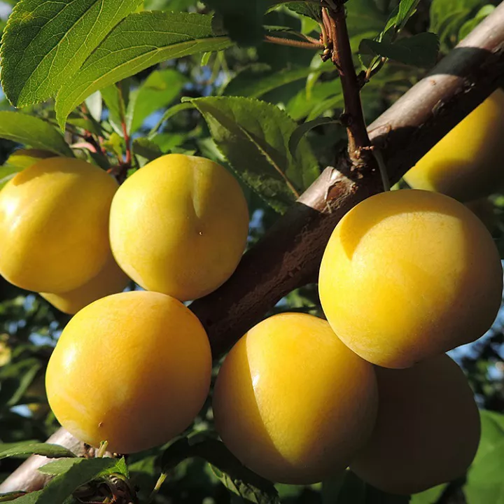 Алыча Гек v10 120-140 ЦО 