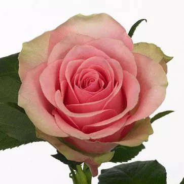 Роза чайно-гибридная Белив с5, Tim 