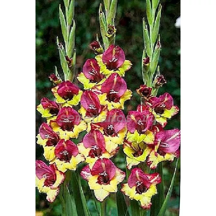 Луковица НВМ Гладиолус Васто 12/14 7шт 