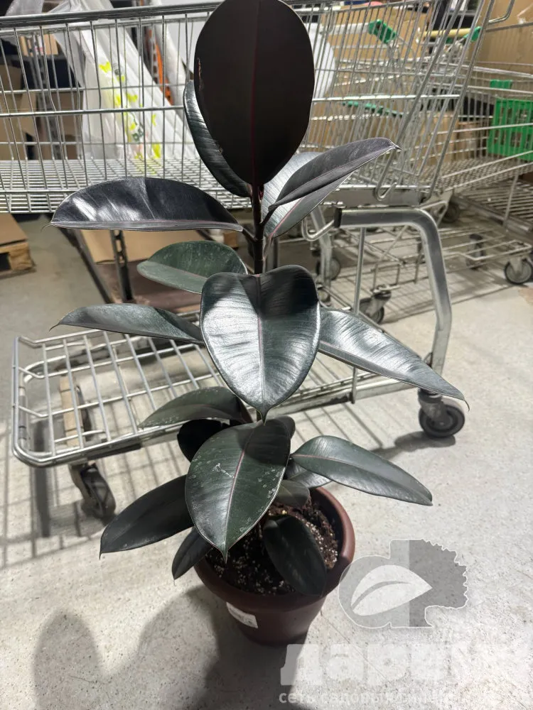 Фикус эластика 1 ствол d30 h80-100 Tim