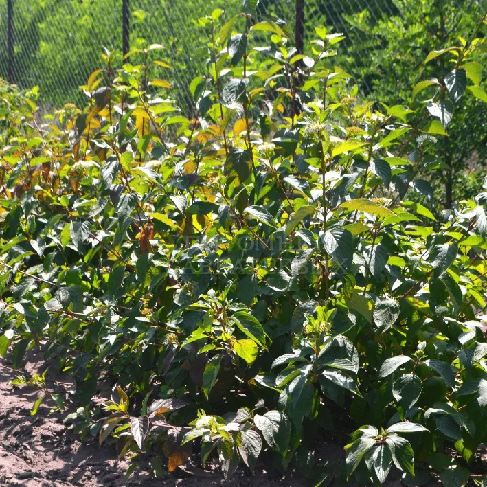 Дерен белый Сибириан Перлз v2 Lav 