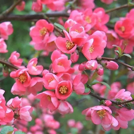 Айва превосходная Пинк Траил v5 40-60 Bor 