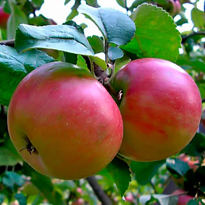 Яблоня Солнышко v7/10 120-140 Tim 