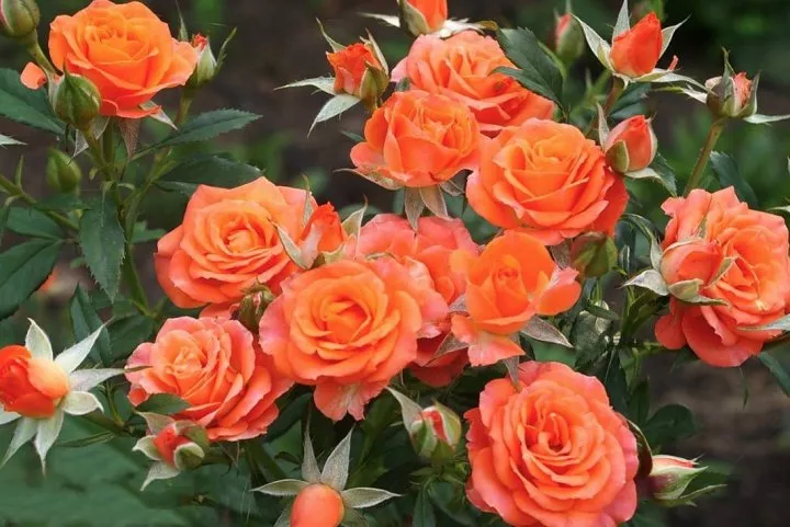 Роза спрей Кинг Бабблс v5 Lav 