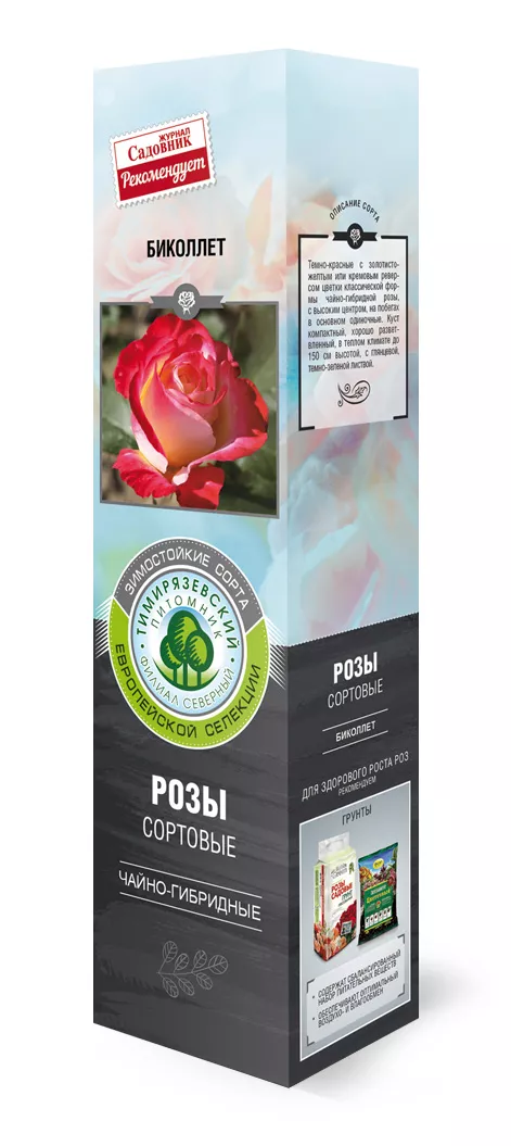Роза чайно-гибридная Биколлет в коробке ZP 