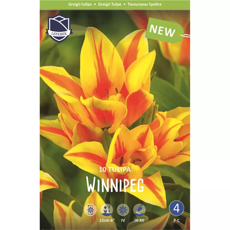 Луковица Тюльпан Виннипег 11/12, 10 шт/уп 