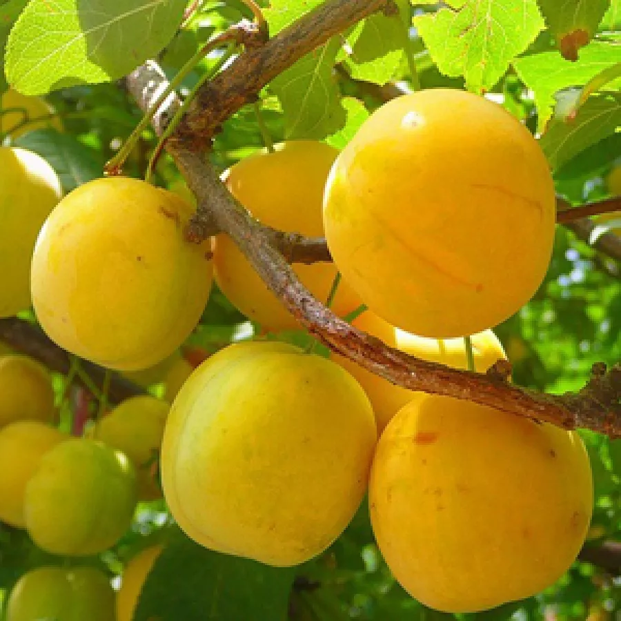 Слива Восход 3-х летка Tim 