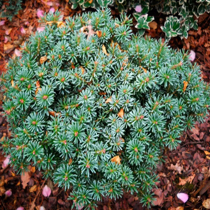 Растение пихта корейская Блауэр эскимо с2-3 2-летка Yos 