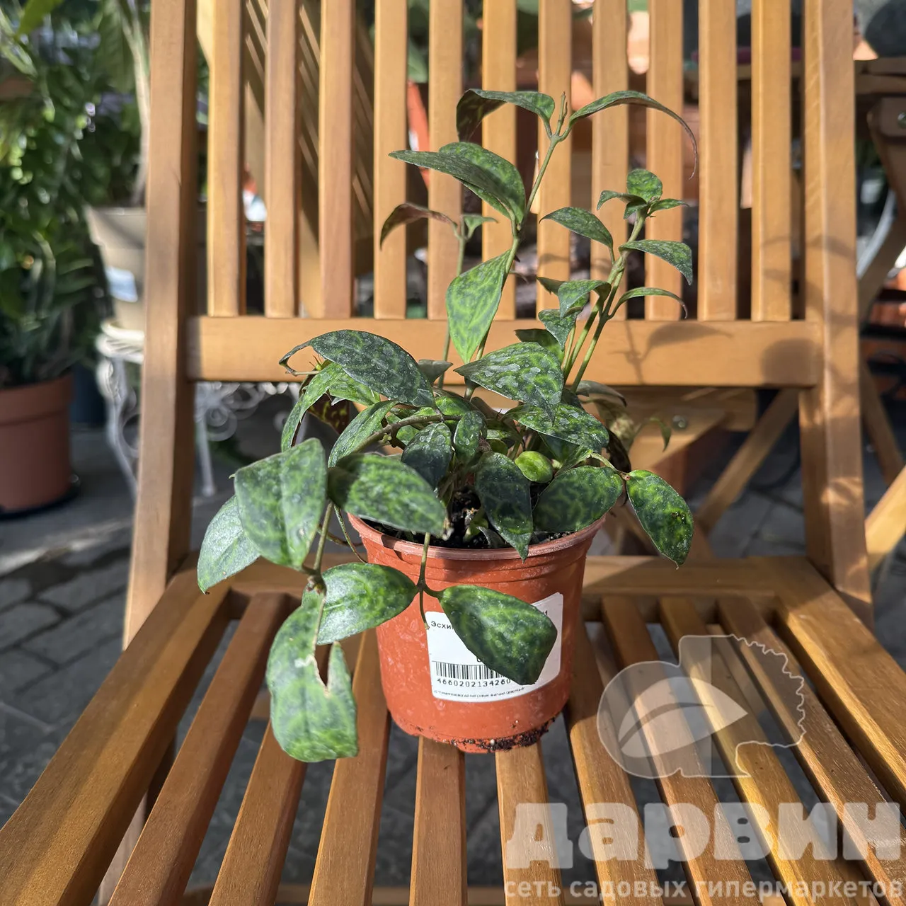 Эсхинантус мраморный d11 Tim 