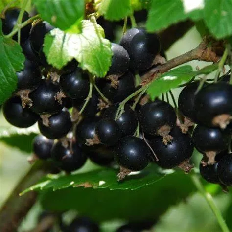 Смородина черная Вологда v2 Tim 