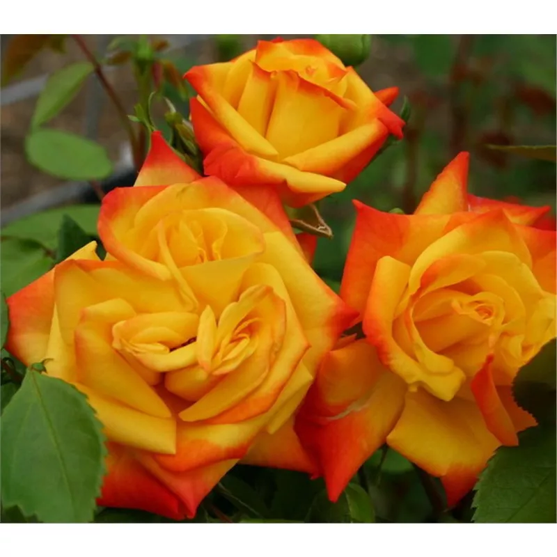 Роза флорибунда Самба в коробке AV 