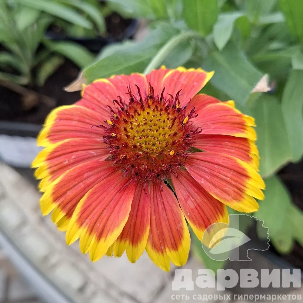 Гайлардия v1,5 Push 