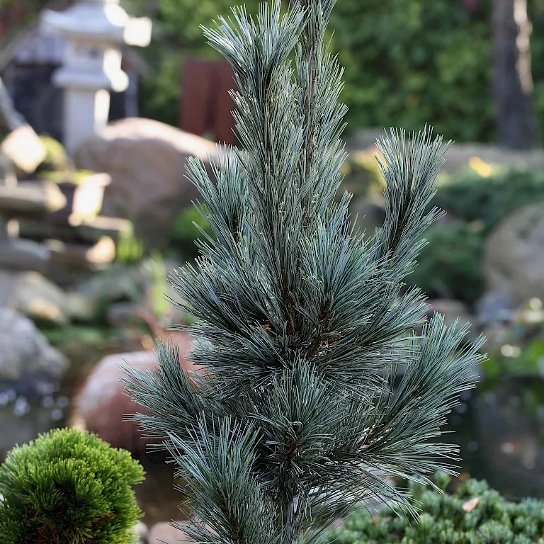 Сосна мягкая Вандервульфс Пирамид v15 80-100 Tw 