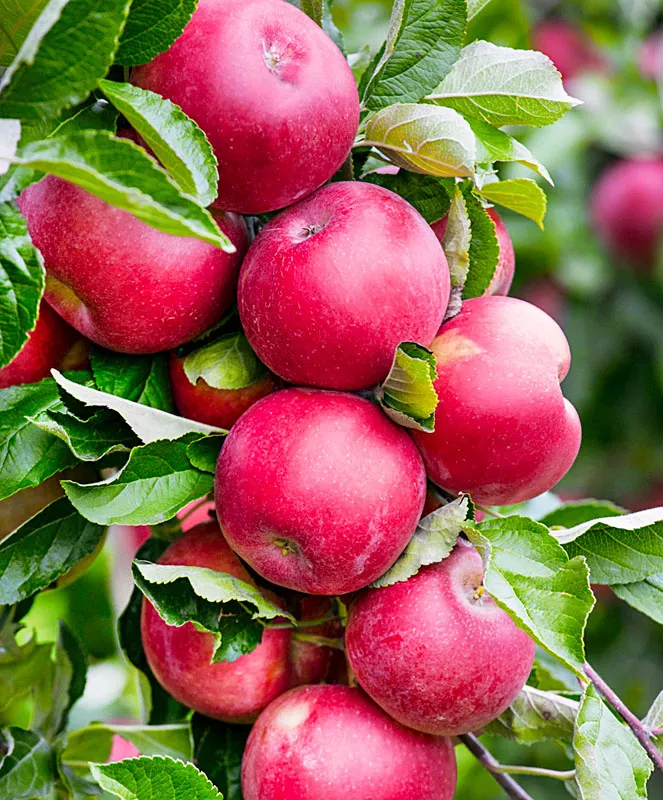 Яблоня колоновидная Арбат поздн v7 60-80 Tim 