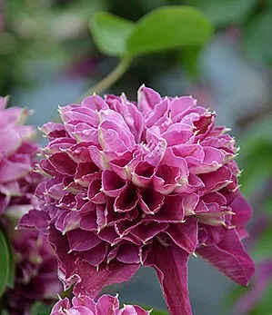 Клематис Хот Лав v2 CL 