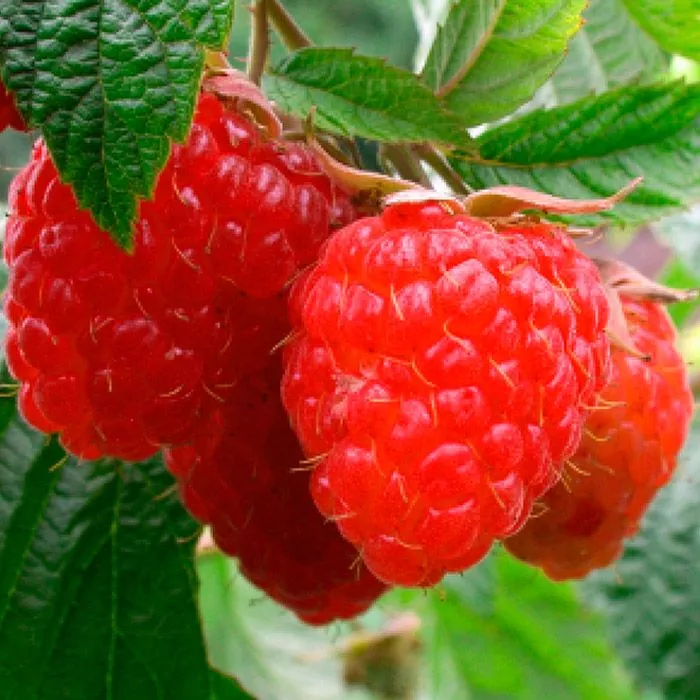 Малина Столичная красн. в коробке Tim 