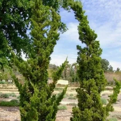 Можжевельник китайский Кайзука  C15 100-120 Bor 