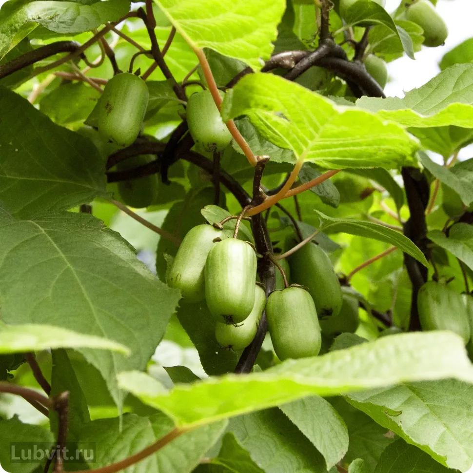 Актинидия коломикта Ленинградская крупноплодная v2 Lav 