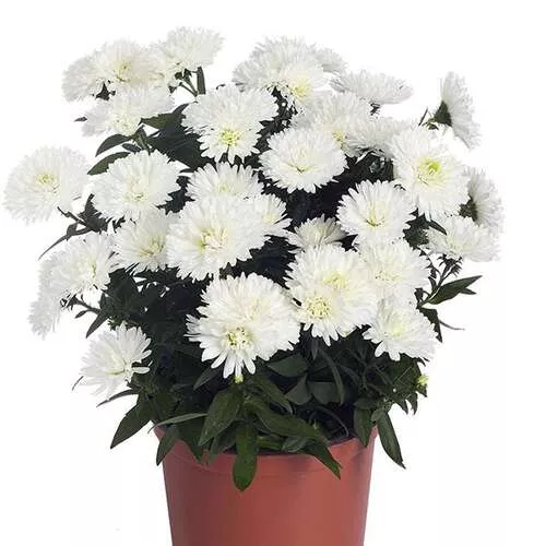 Астра Шоумэйке Арктик Уайт d12 ХР 