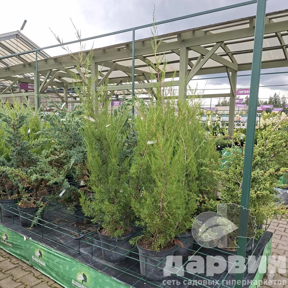 Можжевельник виргинский Канаерти C12 120-140 Bor 