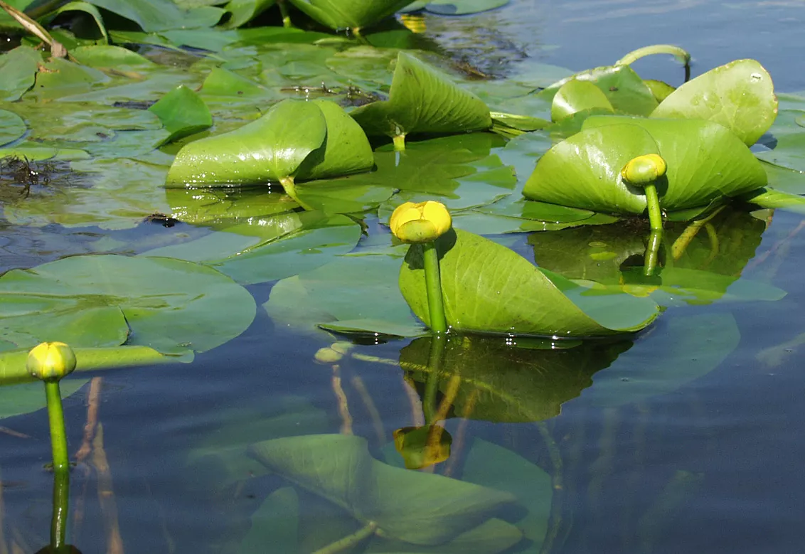 Водное растение Tim 