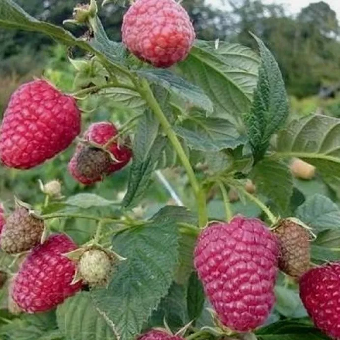 Малина ремонтантная Изобильная красная v5 Tim 