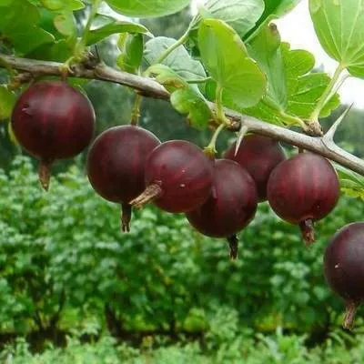 Крыжовник Сириус С5 20-40 ЦО 